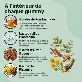 Gommes probiotiques au kombucha pour le soutien digestif